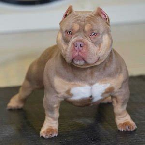 micro bully rolex|micro bully blue coat.